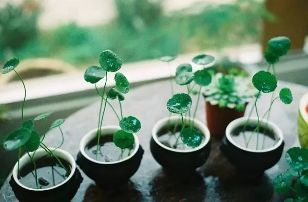 這些招財(cái)植物，快點(diǎn)帶一盤回家！