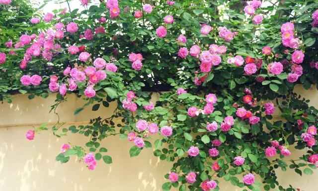 你的院子里有夢境般的花果藤架嗎？
